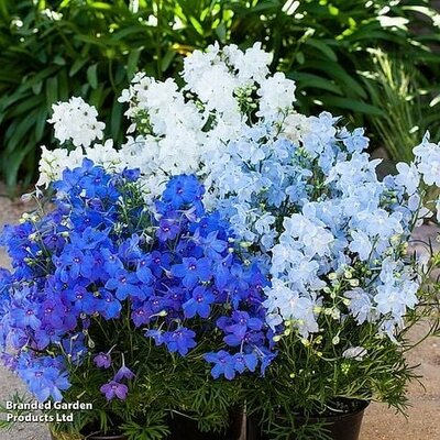 Delphinium Hunky Dory Mix F1 - Image courtesy of Thompson & Morgan