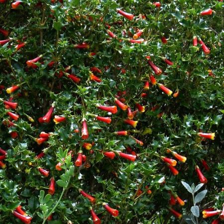 Desfontainia spinosa - Photo by peganum (CC BY-SA 2.0)