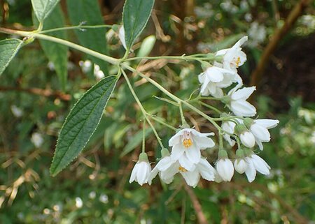 Deutzia discolor 'Major' - Photo by Krzysztof Ziarnek, Kenraiz (CC BY-SA 4.0)