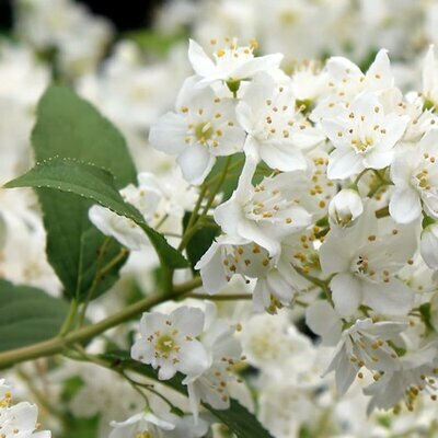 Deutzia gracilis - Photo by Elsa Blaine (CC BY-SA 2.0)