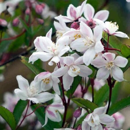 Deutzia hybrida 'Tokyo Delight' - Public image here under fair use