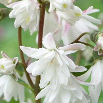 Deutzia 'Pride of Rochester' - Public image here under fair use