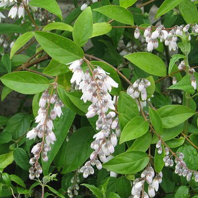 Deutzia pulchra (3L pot) - Photo by peganum (CC BY-SA 2.0)