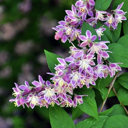 Deutzia 'Raspberry Sundae' - Image by Dawn W from Pixabay 