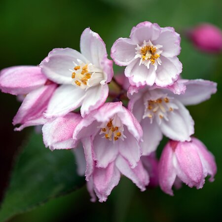 Deutzia rosea 'Yuki Cherry Blossom' - Image by ZenAga from Pixabay 