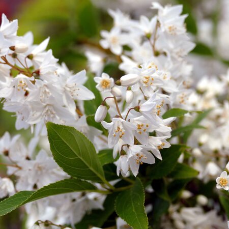 Deutzia rosea 'Yuki Snowflake' - Image by Fran Dekkers from Pixabay 