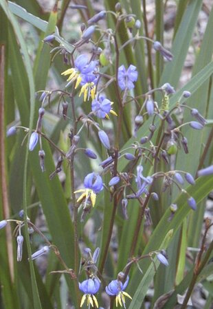 Dianella 'Blue Stream' (2L pot)