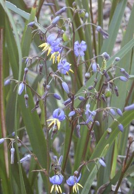 Dianella 'Blue Stream' (2L pot)