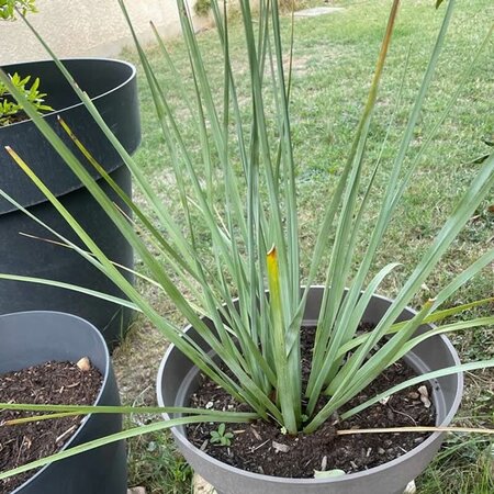 Dianella 'Coolvista' - Image courtesy of Pl@ntNet (CC BY-SA 4.0)