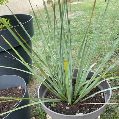 Dianella 'Coolvista' - Image courtesy of Pl@ntNet (CC BY-SA 4.0)