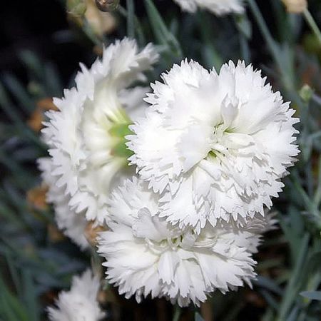 Dianthus "Arctic Star" - Photo by David J. Stang (CC BY-SA 4.0)