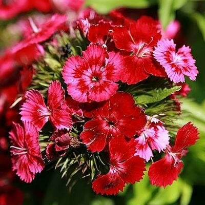 Dianthus barbatus (9cm pot)