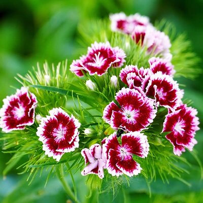 Dianthus Barbatus 'Red Picotee' - Image by Matthias Böckel from Pixabay 