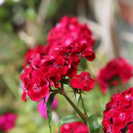 Dianthus barbatus 'Scarlet' - Image by Etienne GONTIER from Pixabay 