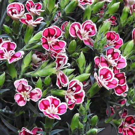 Dianthus 'Charmy' - Photo by Nia Ran01 (CC BY-SA 4.0)