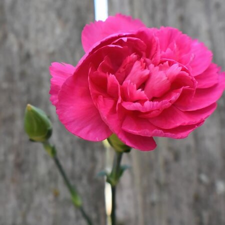 Dianthus 'Colores Pink' - Image by Ray Shrewsberry • from Pixabay 