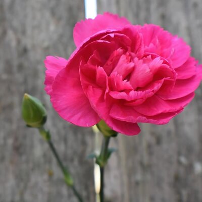 Dianthus 'Colores Pink' - Image by Ray Shrewsberry • from Pixabay 
