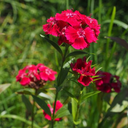 Dianthus 'Dash Crimson' - Image by Hans from Pixabay 