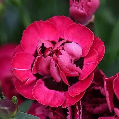 Dianthus “Early Love” - Image courtesy of Thompson & Morgan