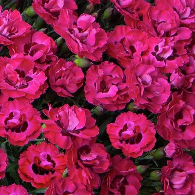 Dianthus 'Early Love' - Public Domain Image under fair use