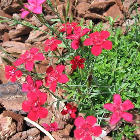 Dianthus deltoides "Flashing Light" - Photo by Digigalos (Cc BY-SA 3.0)