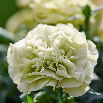 Dianthus Flow 'Apella Beach' - Image courtesy of HilverdaFlorist