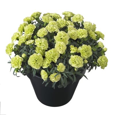 Dianthus Flow 'Apella Beach' - Image courtesy of HilverdaFlorist