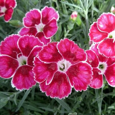 Dianthus 'Flutterburst' - Public Domain Image