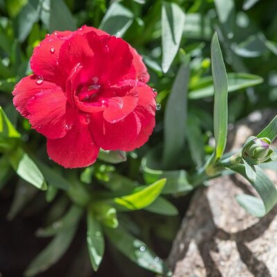 Dianthus 'Fusilier' - Image by Petra from Pixabay  