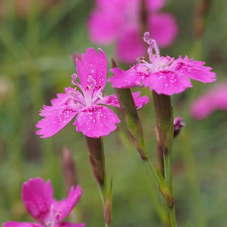 Dianthus delt."Leuchtfunk" - Photo by Hajotthu (GFDL)