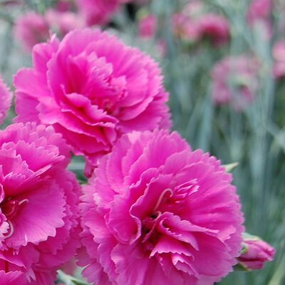 Dianthus 'Lily the Pink' ® - Public domain image under fair use