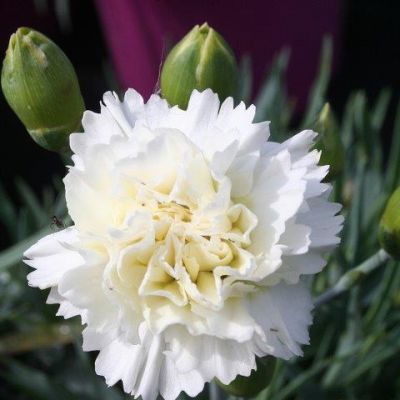 Dianthus 'Memories' - Image by Gerardo Antonio Romero from Pixabay 