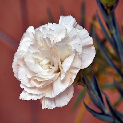 Dianthus 'Memories' - Image by Gerardo Antonio Romero from Pixabay 