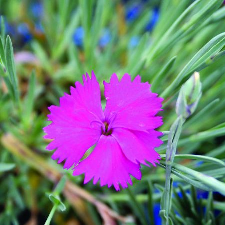 Dianthus "Neon Star" - Image by adege from Pixabay 