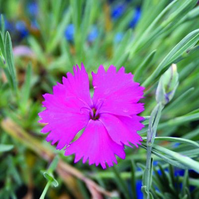 Dianthus "Neon Star" - Image by adege from Pixabay 