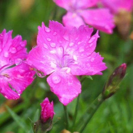Dianthus “Neon Star” - Image by Ellen Chan from Pixabay 