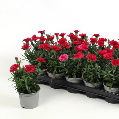 Dianthus 'Oscar Cherry' - Image courtesy of Plantline