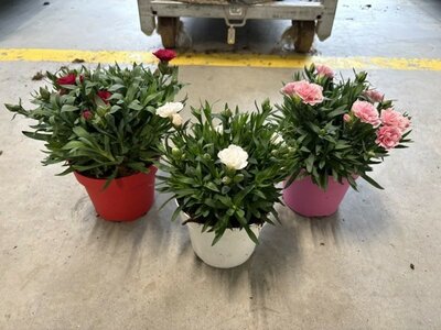 Dianthus Oscar Mix - Image courtesy of Impulse Plants