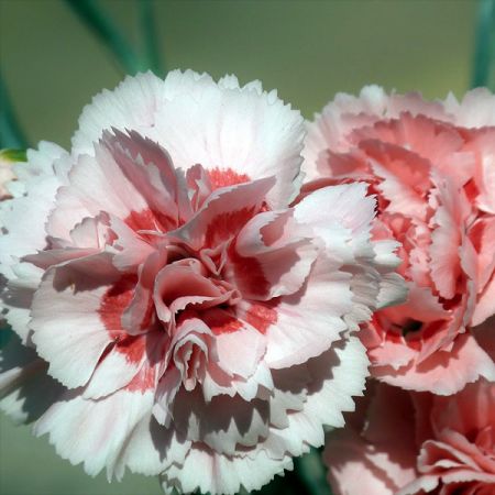 Dianthus “Oscar Pink” - Image by Meatle from Pixabay 