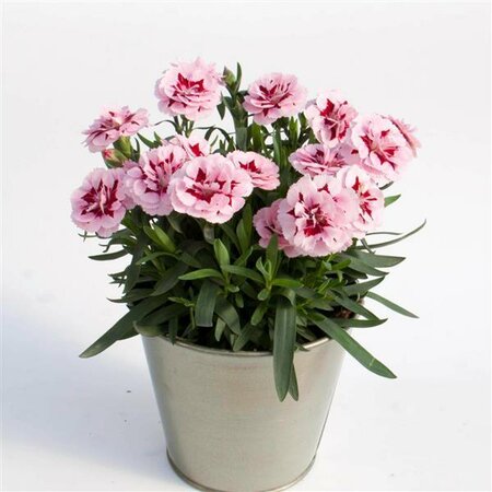 Dianthus Oscar Purple Star - Public Domain Image