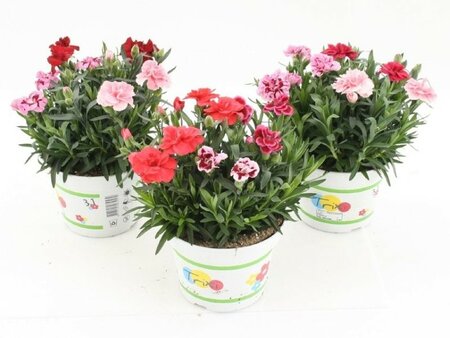 Dianthus Oscar Trixi - Image courtesy of Impulse Plants