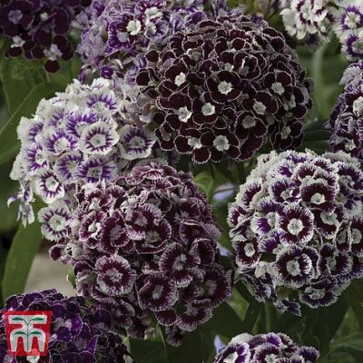 Dianthus 'Purple Crown' - Image courtesy of T&M