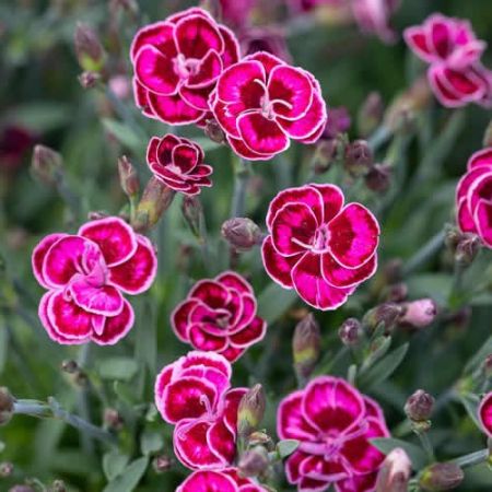 Dianthus 'Purple Wedding' - Image courtesy of pxfuel