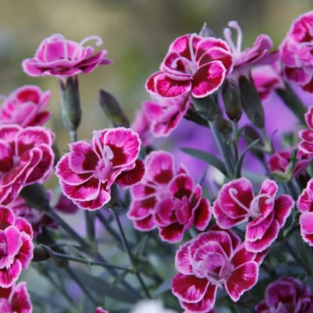 Dianthus “Purple Wedding” - Public domain image