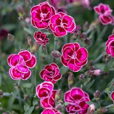 Dianthus "Purple Wedding" - Image courtesy of pxfuel