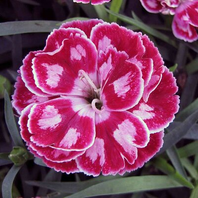Dianthus 'Starburst' ® - Photo by 阿橋 HQ (CC BY-SA 2.0)