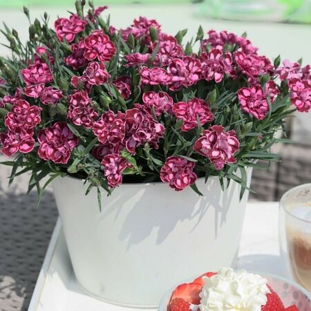 Dianthus 'Strawberry Cream' - Public image here under fair use