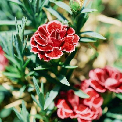Dianthus “SuperTrouper Sophie” - Image by Pezibear from Pixabay  