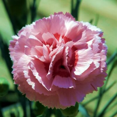 Dianthus “Whatfield Can Can” - Image by Meatle from Pixabay 