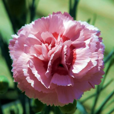 Dianthus 'Whatfield Can Can' - Image by Meatle from Pixabay 